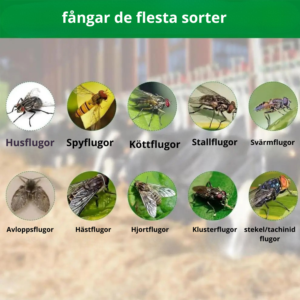 flugfällor – fångar flygande insekter